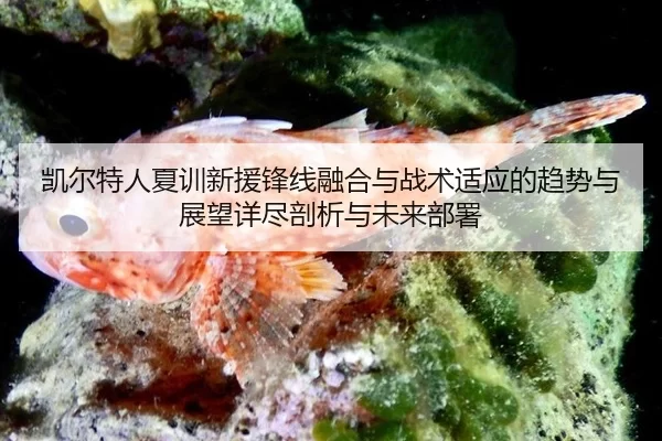 凯尔特人夏训新援锋线融合与战术适应的趋势与展望详尽剖析与未来部署